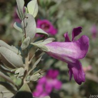 Leucophyllum frutescens (Berland.) I.M.Johnst.